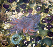 sunflower sea star